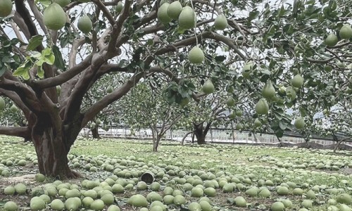 一場風災引發麻豆柚農的世代衝突：老農認賠，青農靠加工尋求突破