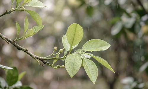 穀雨養生｜春季最後一個節氣：吃好食材，為入夏打好基礎調養