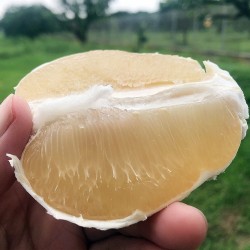 B+級 (醜柚) 10斤裝 ／ 庄稼狼 正宗麻豆老欉文旦禮盒